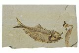Fossil Fish (Knightia) - Green River Formation #237239-1